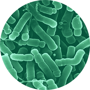 Lactobacillus longum under microscope