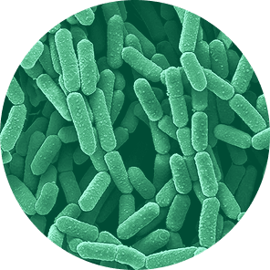 Latcobacillus rhamnosus under microscope
